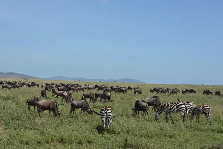 Safari vehicle on the Serengeti plains on a Serengeti safari package from Arusha, Tanzania