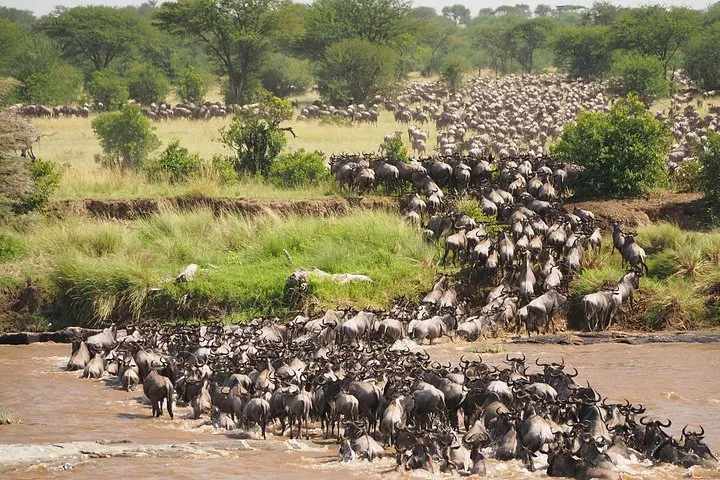 Wildebeest herd on the Serengeti plains on a Serengeti safari package for the migration, Tanzania