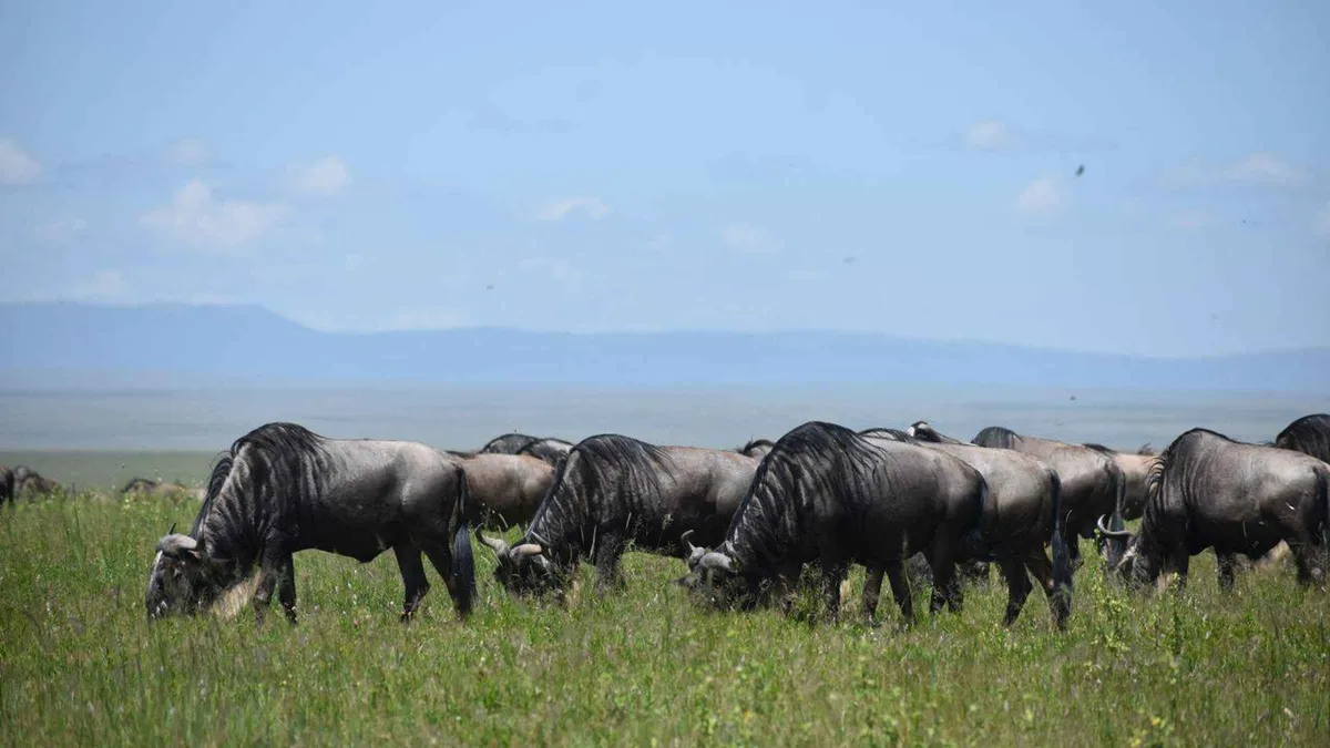 Wildebeest crossing the Mara River on a Serengeti safari package for the migration, Tanzania