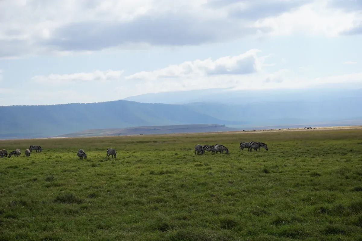 Plains zebra grazing on the crater floor with the crater wall behind, a stop on many Serengeti safari packages
