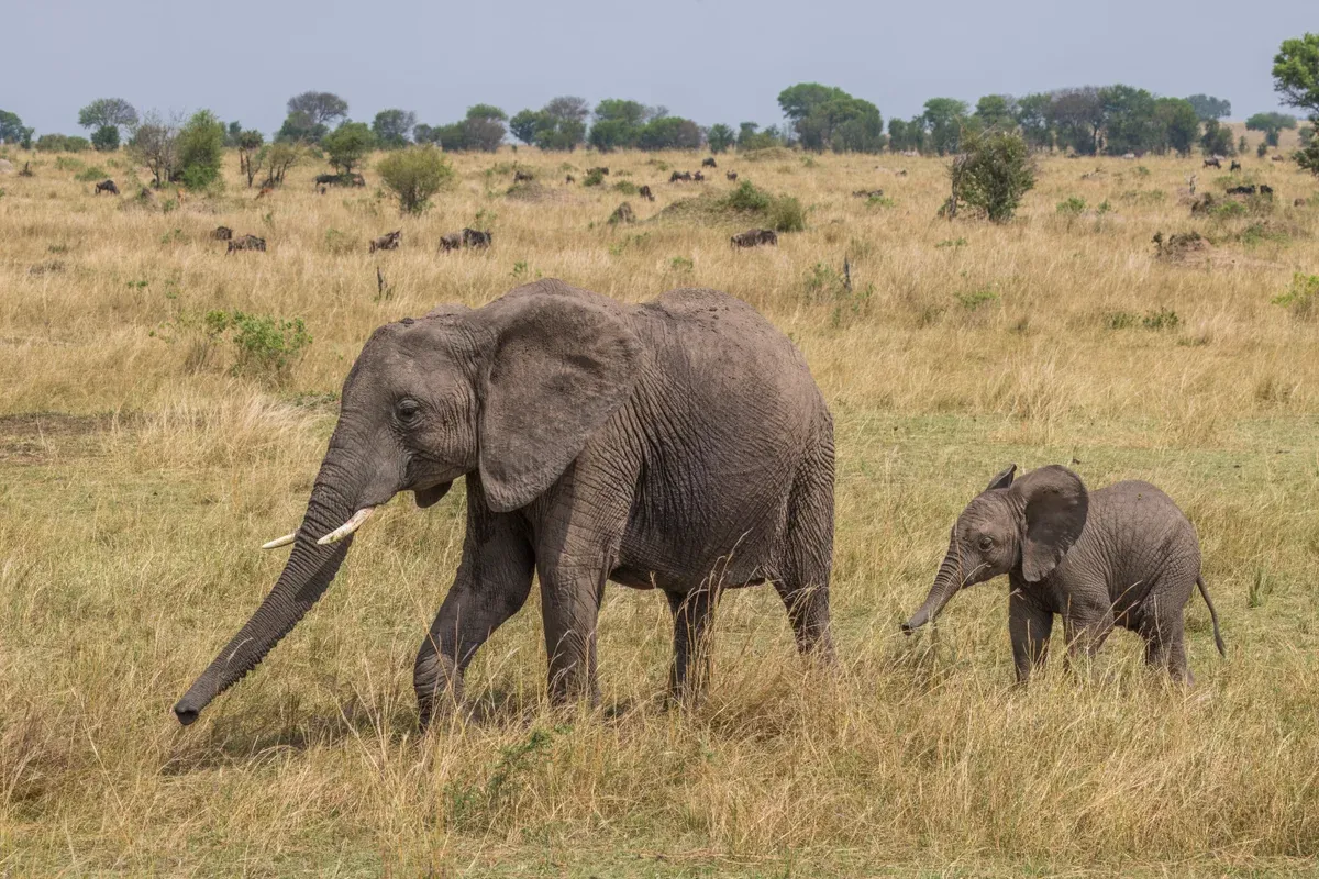 An African bush elephant with its calf walking through dry grass in the Serengeti, seen on Serengeti safari packages