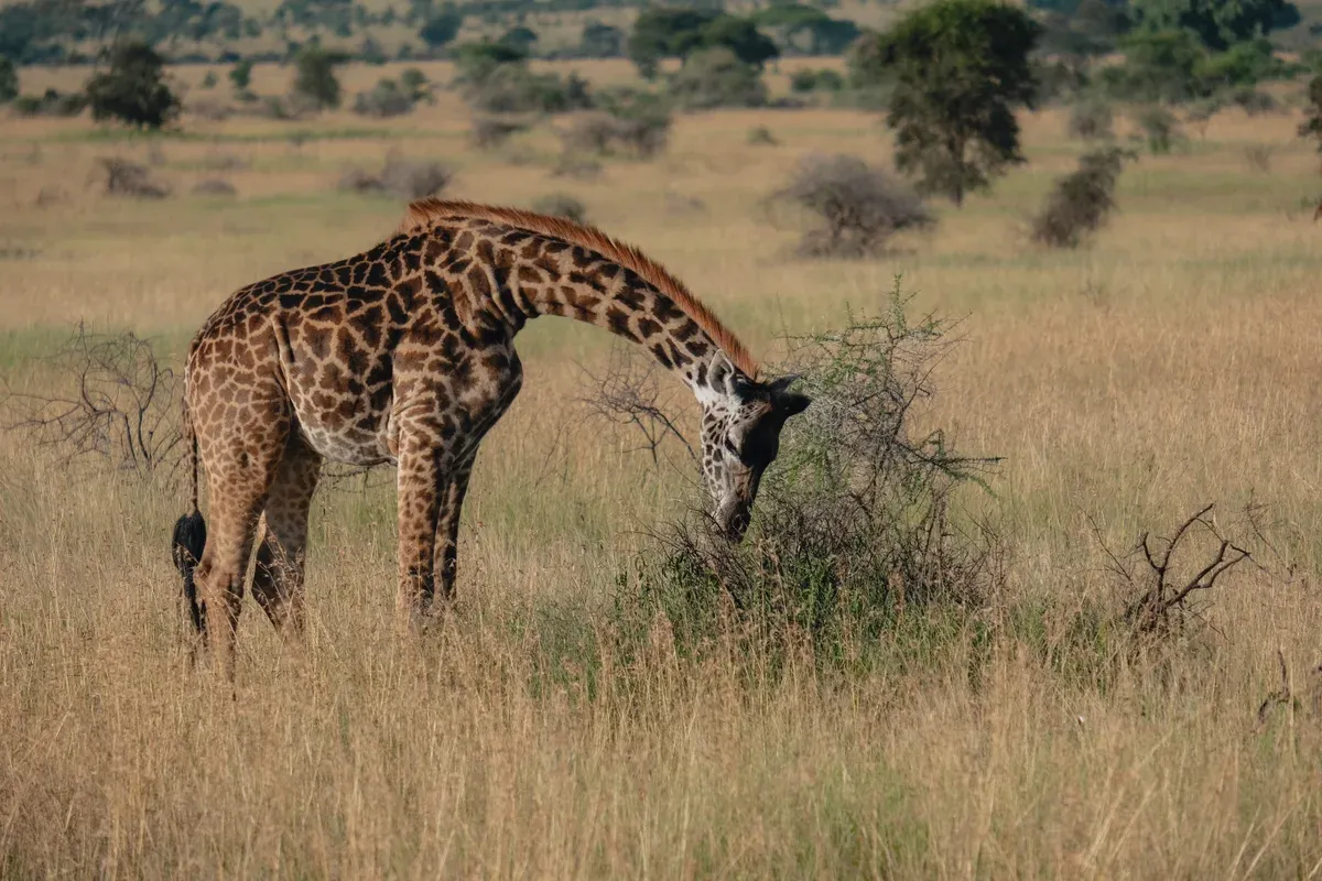 A Masai giraffe bending to feed from a thorn bush on the Serengeti plains, seen on Serengeti safari packages