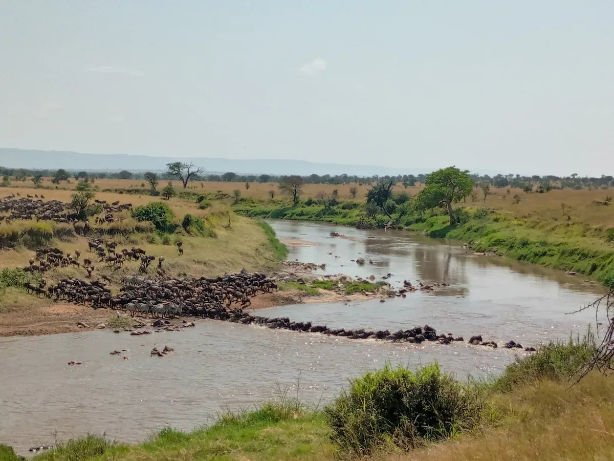 Wildebeest herds gathered on the bank of the Mara River at Kogatende in the northern Serengeti, on migration Serengeti safari packages