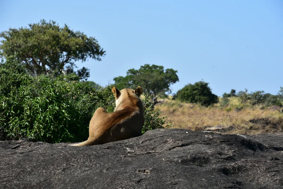 A lioness resting on a granite kopje in the Serengeti, a common sighting on Serengeti safari packages