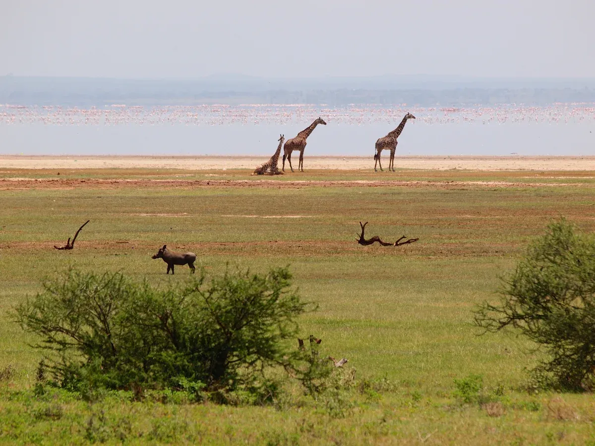 Giraffes and a warthog on the Lake Manyara shore with flamingos along the distant waterline, a stop on Serengeti safari packages
