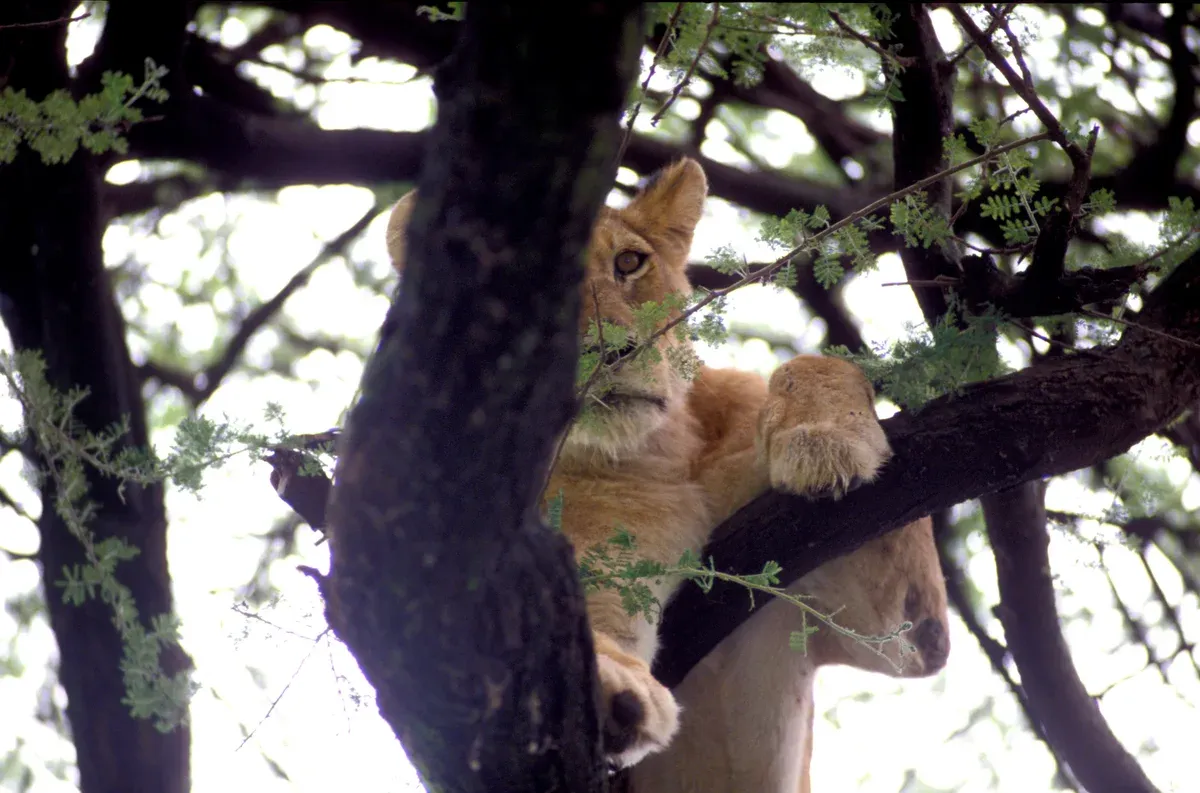 A lion resting in an acacia tree in Lake Manyara National Park, a draw on Serengeti safari packages that include Manyara