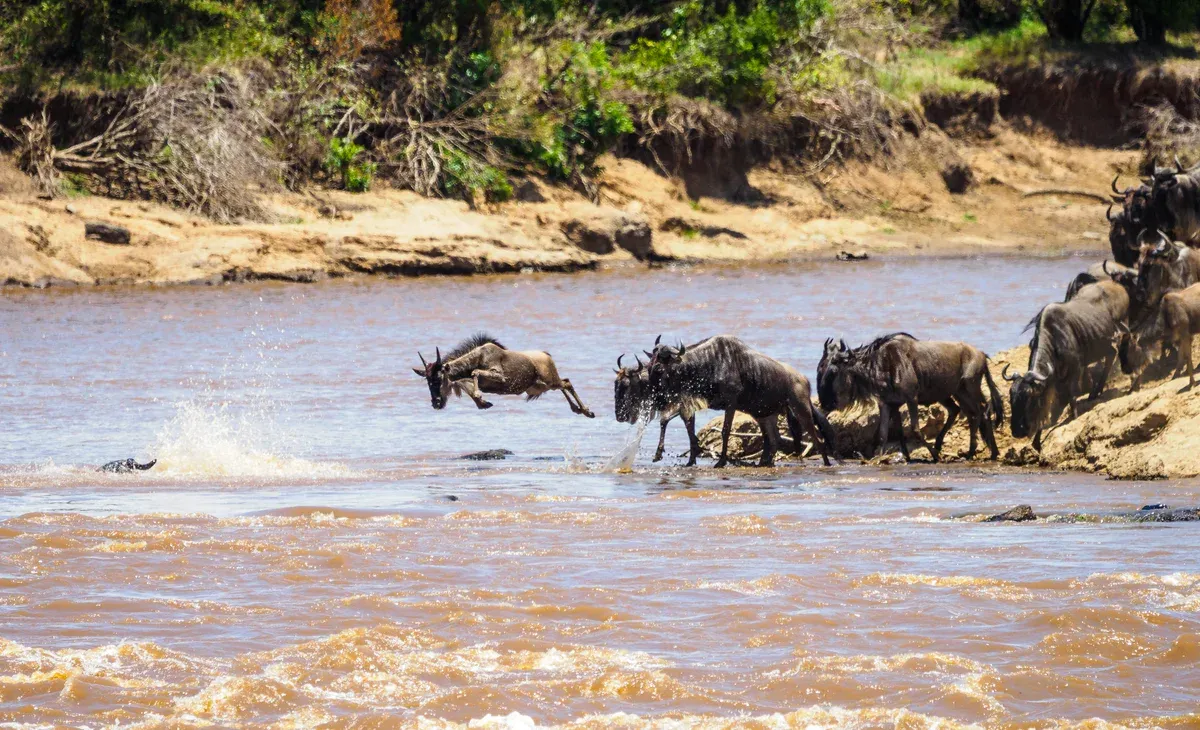 Wildebeest leaping into the Mara River during a crossing in the northern Serengeti, the focus of Serengeti safari packages in migration season
