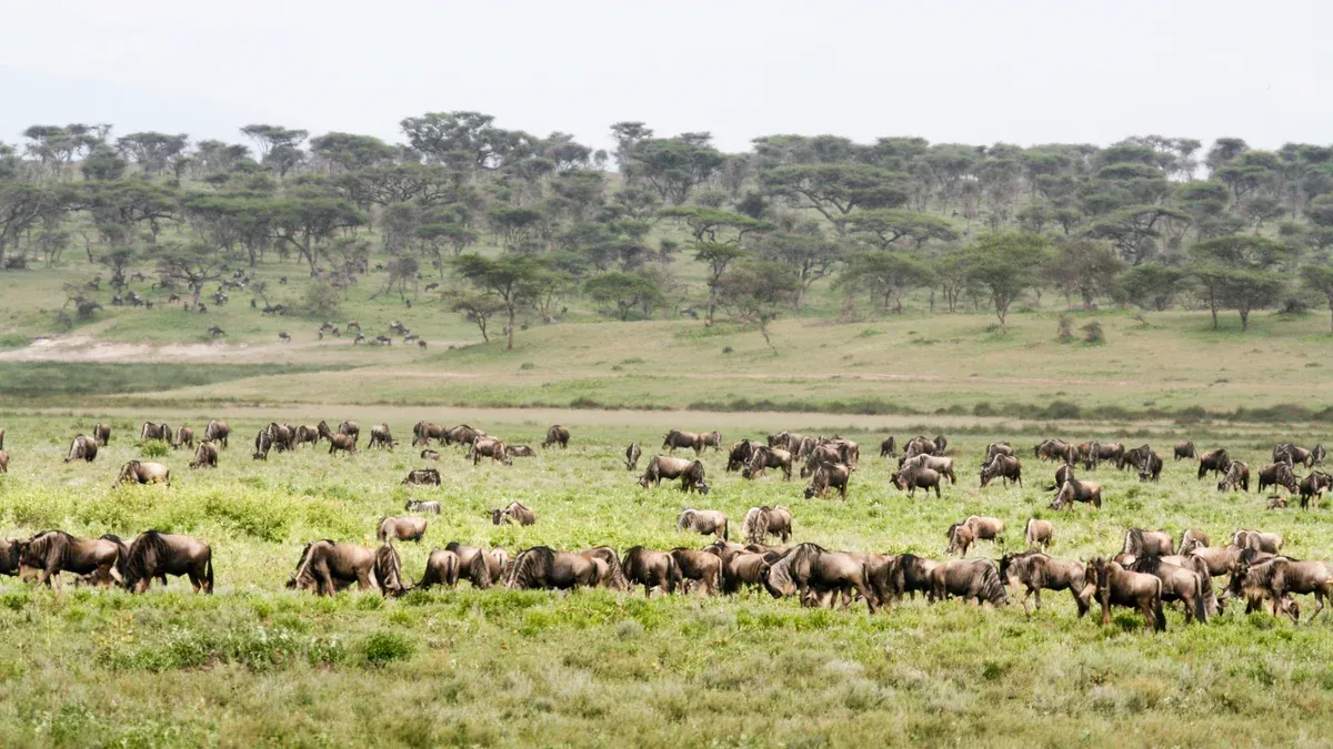 Wildebeest grazing on the short-grass plains near Ndutu in the southern Serengeti, a highlight of Serengeti safari packages