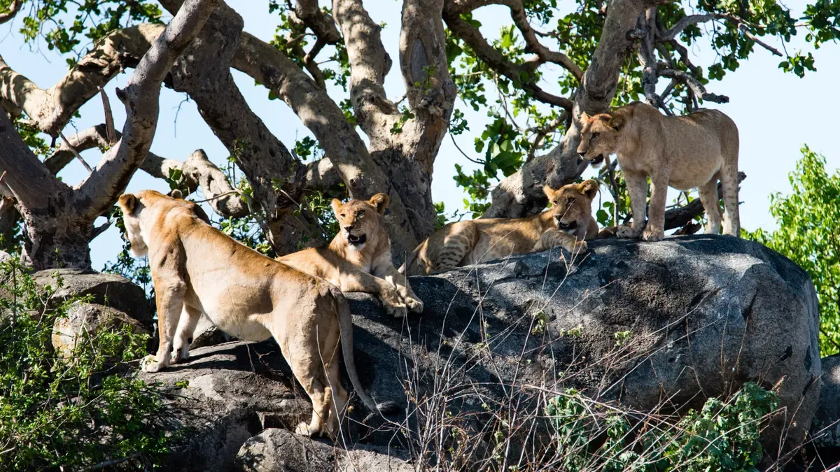 Lionesses resting on a rock beneath a tree in the Seronera area of the Serengeti, seen on Serengeti safari packages