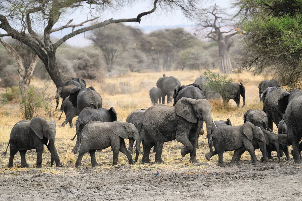 An elephant herd with calves at a muddy waterhole in Tarangire National Park, a stop on Serengeti safari packages
